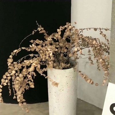 兽设冰雪元素设计兽圈群